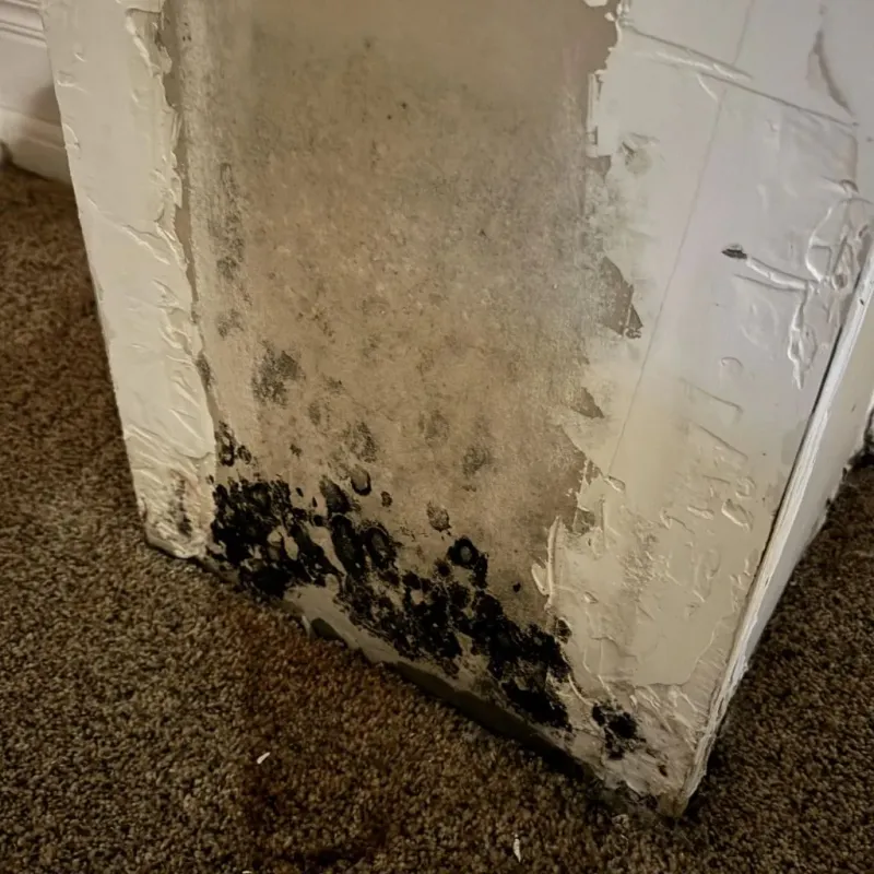 Professional Mold Removal in Bryant, AR